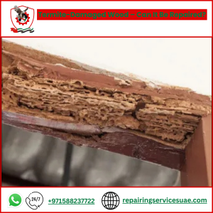 Termite-Damaged Wood – Can It Be Repaired?